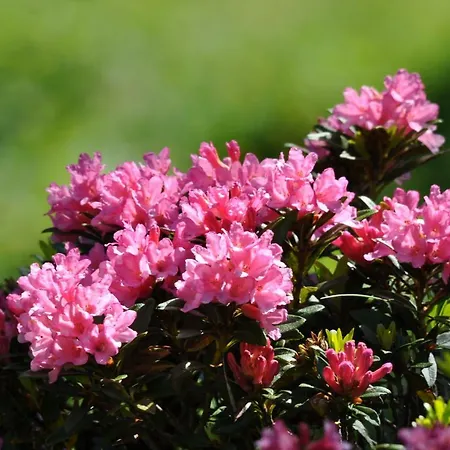 Goliath Apartment Leukerbad