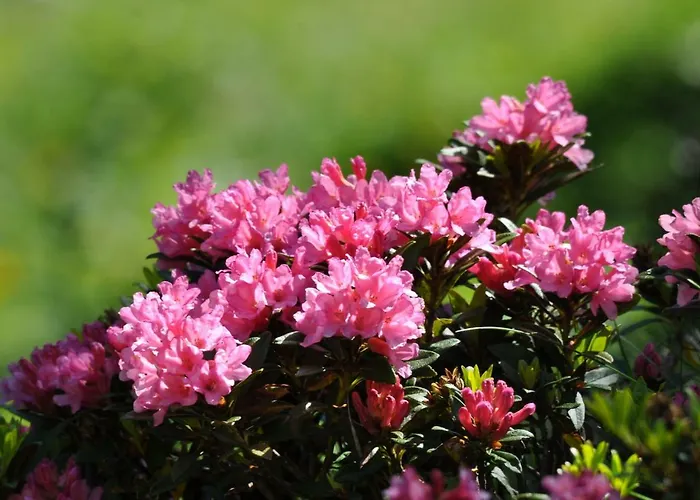 Goliath Apartment Leukerbad